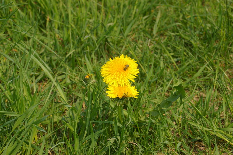 Biene Maja war auch da!